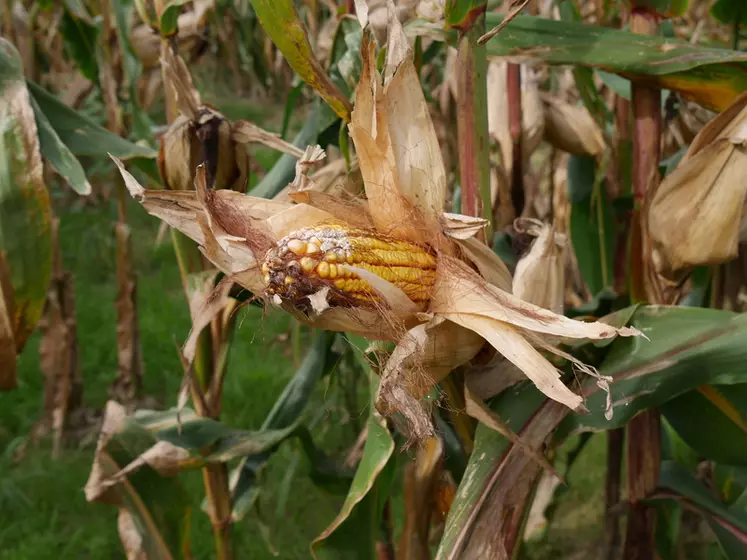 Maïs ou sorgho : lequel privilégier en cas de sécheresse ?