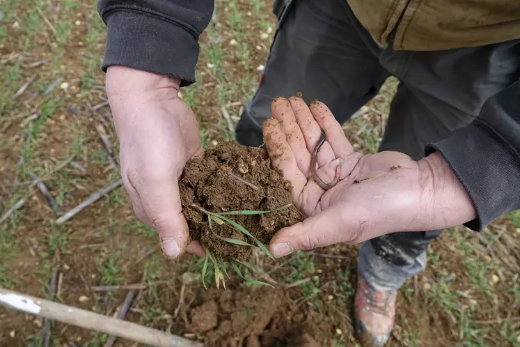 Agriculteur observant son sol non soumis au labour