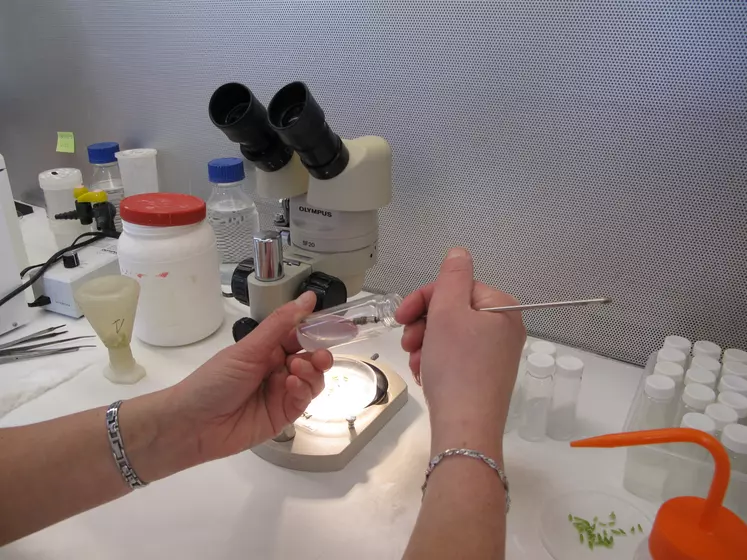 Observation d'une semence de céréales à paille au microscope dans un laboratoire