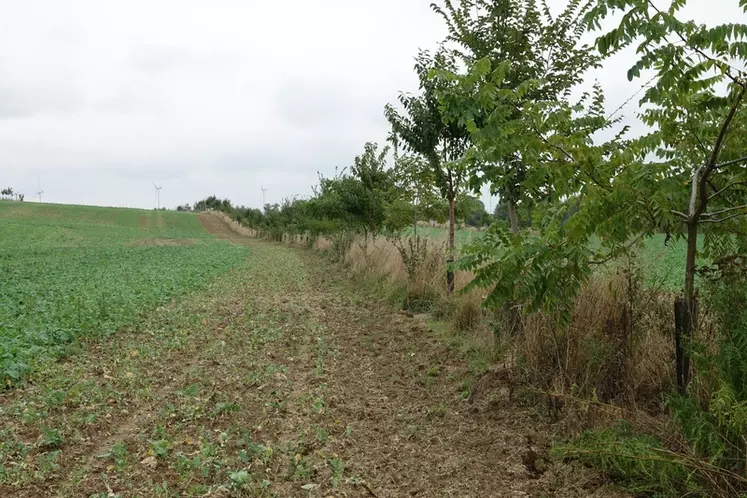 L’implantation de la bande enherbée sur la ligne d’arbres et son entretien revêtent une grande importance pour limiter le développement d’adventices indésirables.