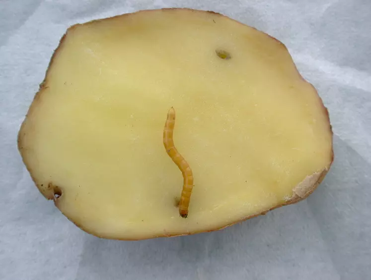 Les attaques de taupins déprécient la qualité des tubercules de pomme de terre en produisant des piqûres et des trous.