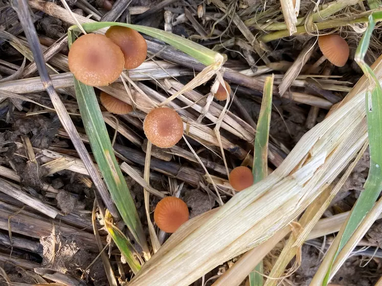 sol agricole en bonne santé avec des champignons 