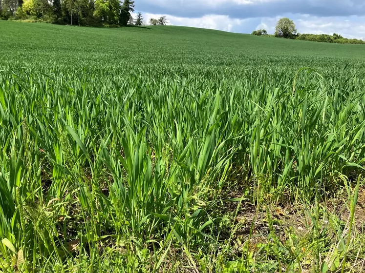 parcelles de blés au printemps 