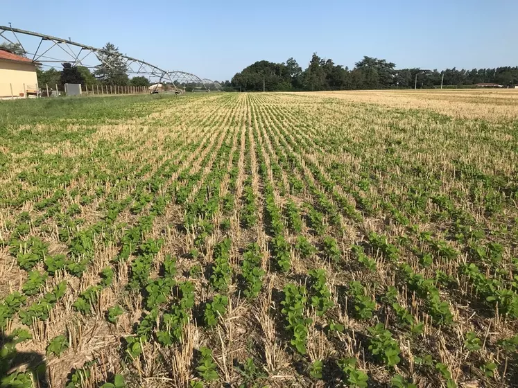 En culture dérobée, le soja réussit bien à condition de pouvoir l'irriguer du semis au début de l'automne.
