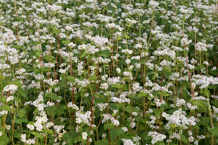 Cultures / sarrasin en fleurs / blé noir / culture traditionnelle bretonne