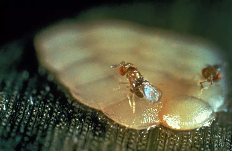 lutte biologique / trichogrammes sur oeufs de pyrales du maïs