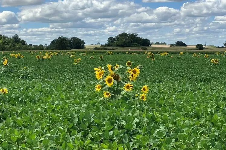 Parcelle de soja infestée de tournesols sauvages