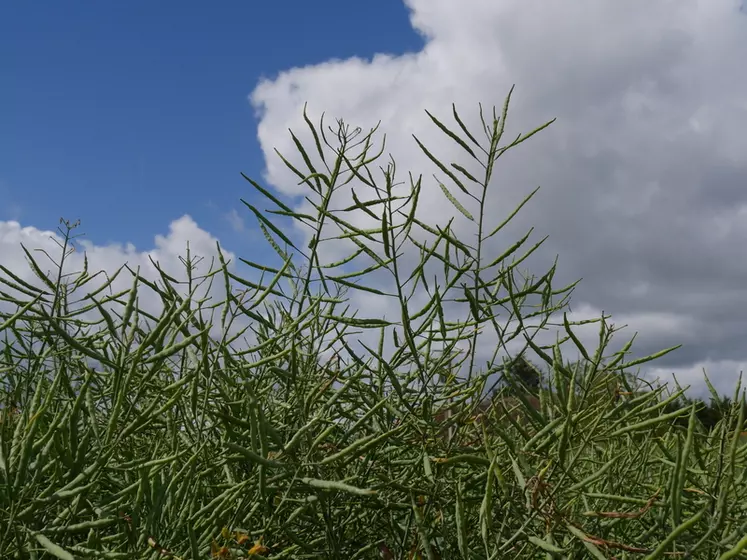 Quel sera l'impact du faible rayonnement et des sols humides sur le rendement du colza ?