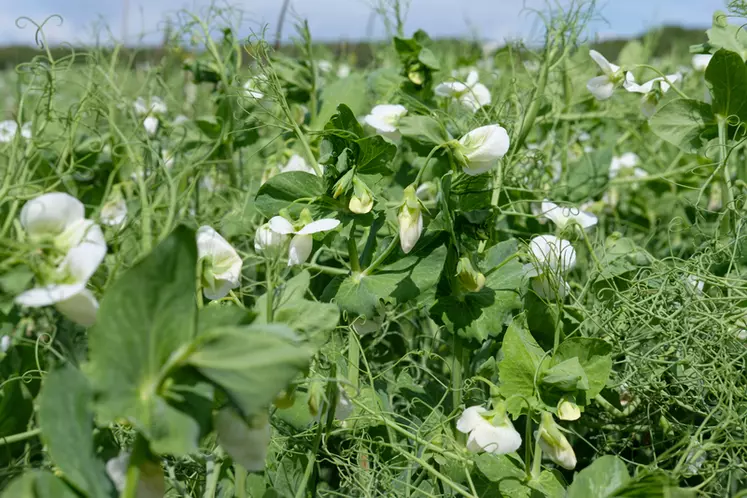 Parcelle de pois protéagineux en fleur dans le sud Seine-et-Marne