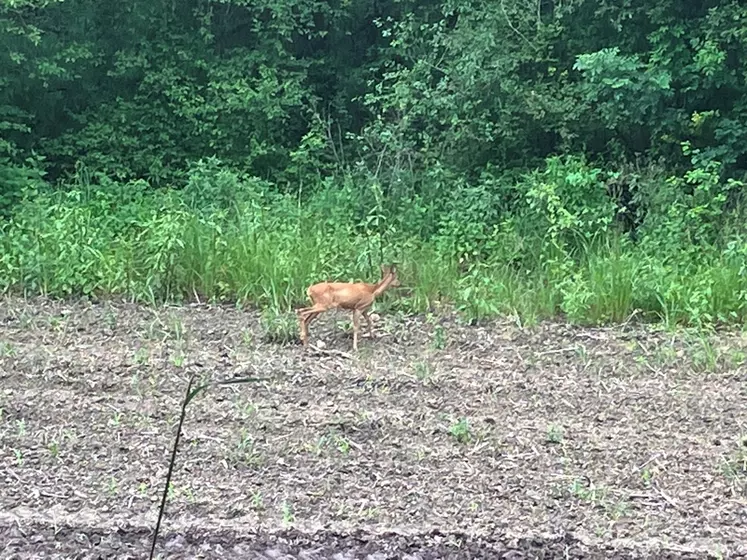 Chevreuil sur un semis de maïs 