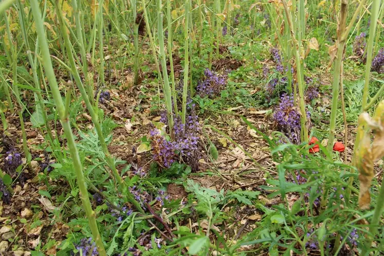 L'orobanche rameuse est une plante qui parasite les racines du colza, réduisant à néant les rendements sur les variétés sensibles.