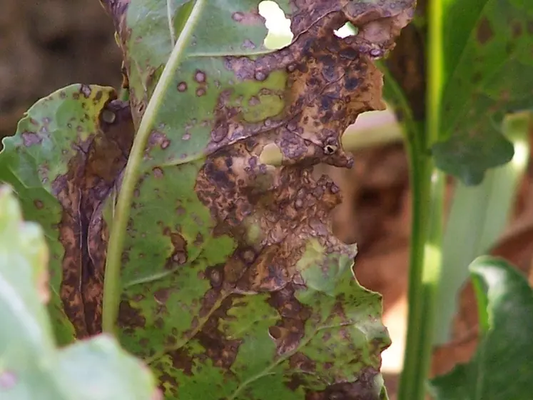 Maladies de la betterave sucriÃ¨re. Taches de ramulariose sur feuilles. SymptÃ´mes. PrÃ©sence d'un champignon pathogÃ¨ne :  Ramularia beticola.