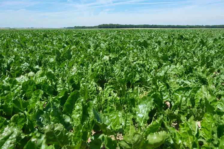 Champ de betterave dans la Marne en juin 2022