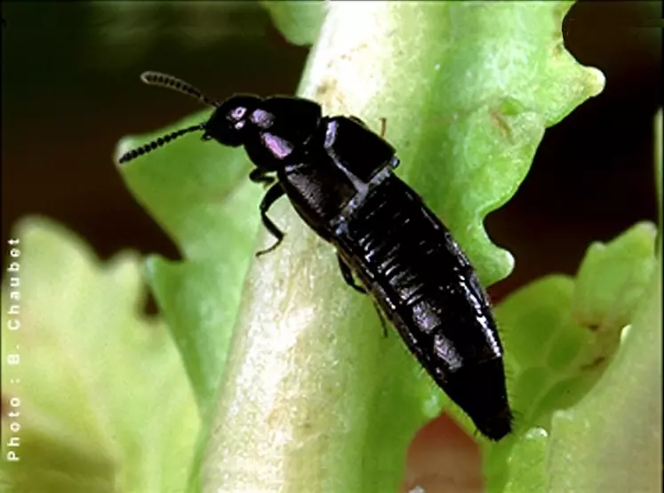 Aleochara parasite les pupes de mouches des cultures.