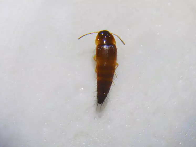 Tachyporus : ce petit staphylin consomme des pucerons.