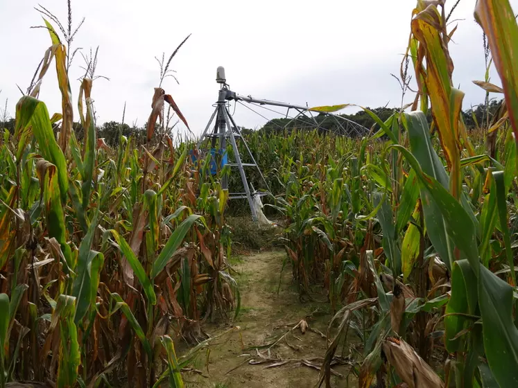Au delà d'une humidité à 45 % des grains, une irrigation n'est pratiquement jamais valorisée.