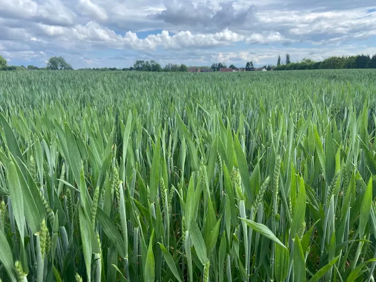 Parcelle de blé tendre fin mai dans le Nord