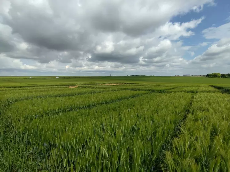 Parcelles d'essais sur variétés de blé sur menés par Terres inovia