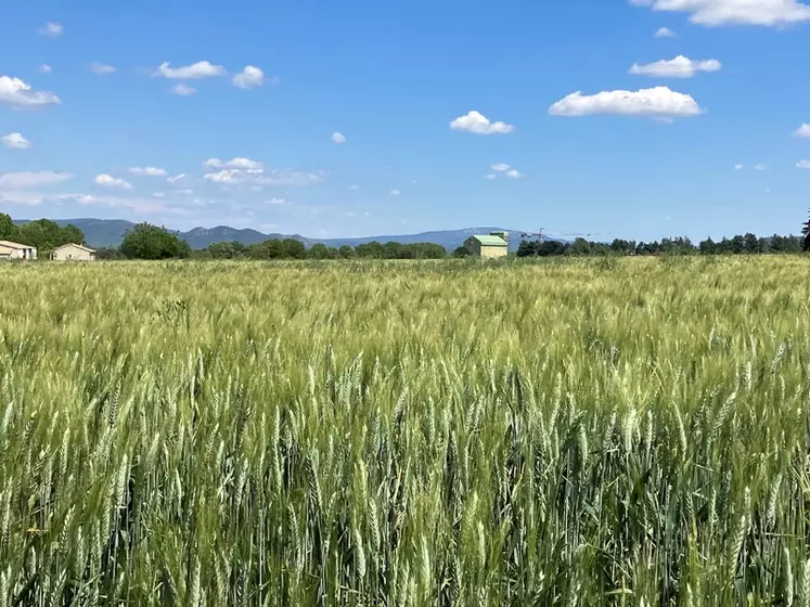 Parcelle de blé dur dans les Bouches-du-Rhône.