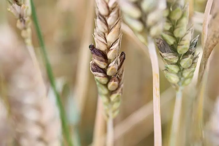 Epi de blé atteint par l'ergot