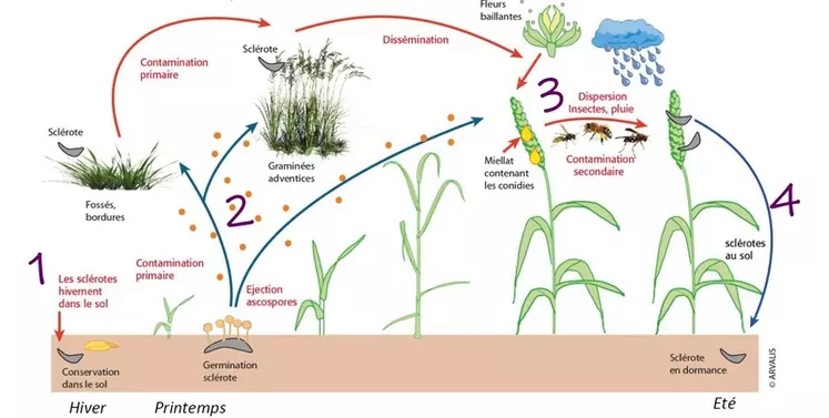 Moisson 2024 : vigilance sur la présence d’ergot dans les céréales