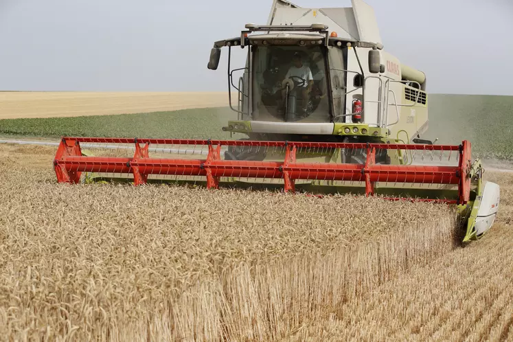 Moisson des blés dans les plaines de la Marne.
