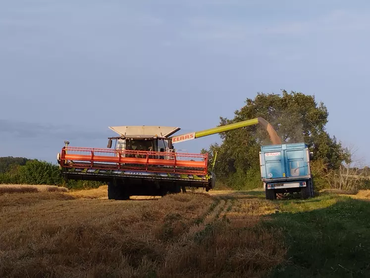 Moissonneuse batteuse transférant la récolte de blé tendre dans une benne.