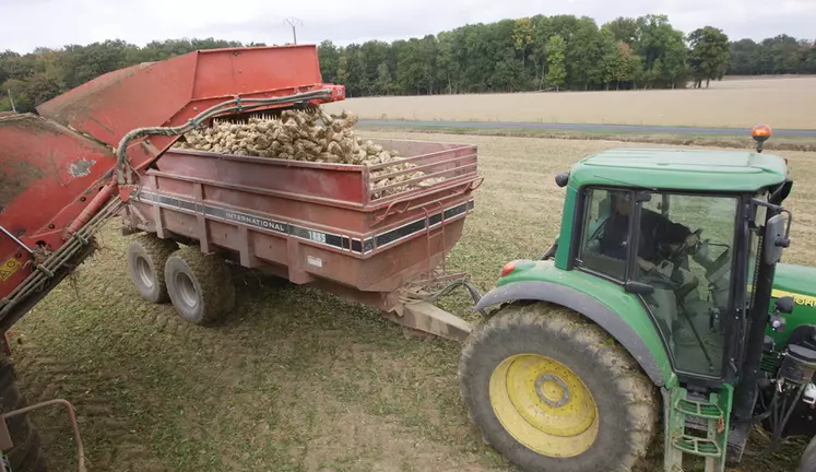 Récolte des betteraves en Seine et Marne. 