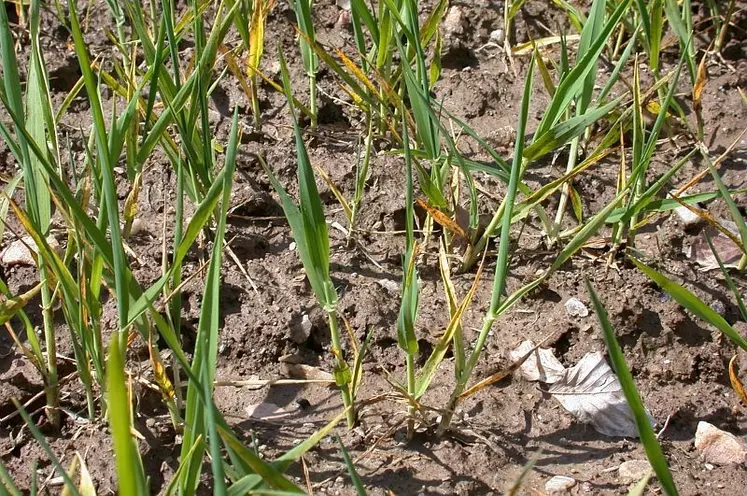 Sur blé, la carence en phosphore se traduit par une forte réduction de croissance et de tallage des plants ainsi que par un jaunissement des feuilles âgées.