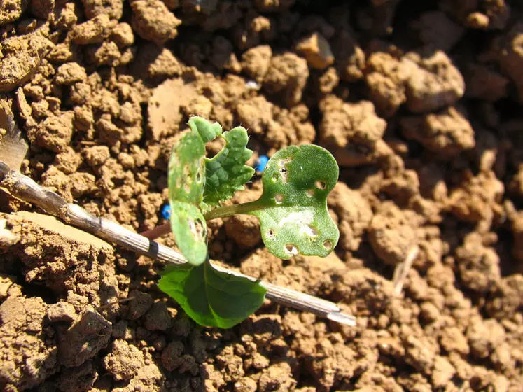 Dégâts d'altises sur cotylédons et premières feuilles de colza. Insecte ravageur entraînant des pertes en culture.