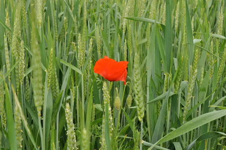 DSC_2521 / Agriculture biologique dans le Maine-et-Loire chez Grégoire Gabillard, céréales, fleur de coquelicot dans le blé, alternative à la lutte chimique.