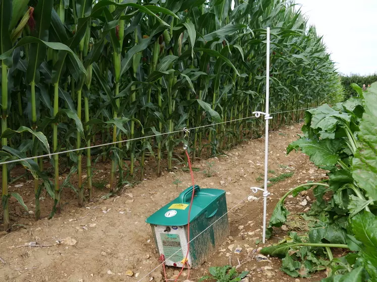 Deux hauteurs de fil avec électrification sont nécessaires pour protéger les maïs des incursions de sangliers.