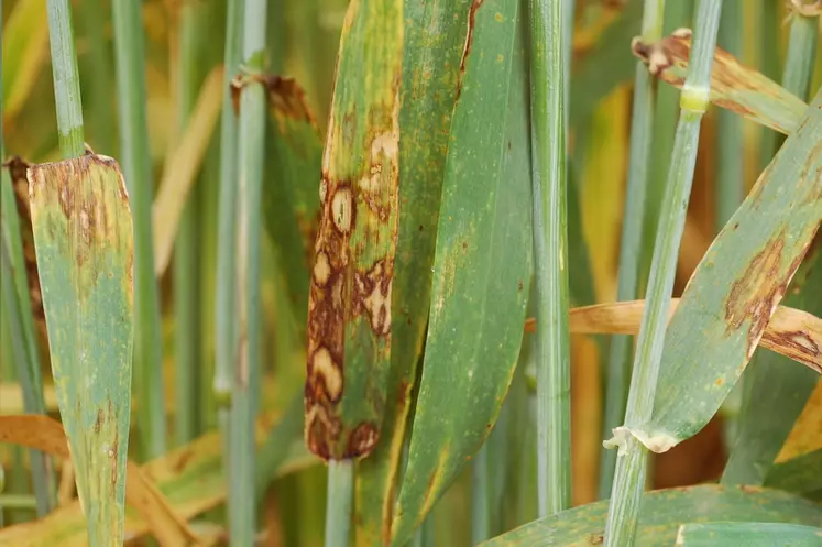 La rhynchosporiose a tendance à se développer fortement sur les orges de printemps semées à l'automne.