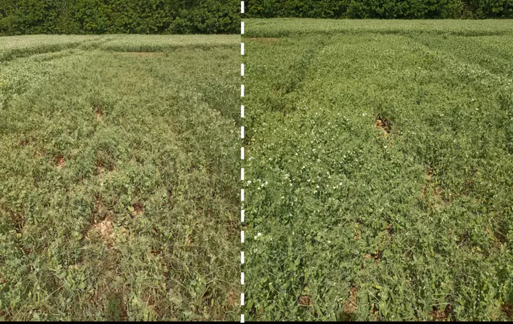 Essai date de semis 2023 de Terres Inovia à Chambon (17), sol de groie A gauche Furious, semé le 2/11 : 11q/ha. 
A droite Furious semé le 12/12 : 31 q/ha
