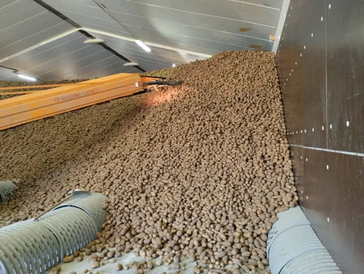 <em class="placeholder">Stockage de pomme de terre en vrac avec des gaines de ventilation visibles au sol</em>