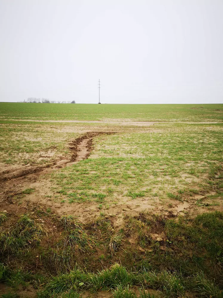 Parcelle de blé tendre touchée par l'érosion et coulées de boues dans la Somme début février 2024