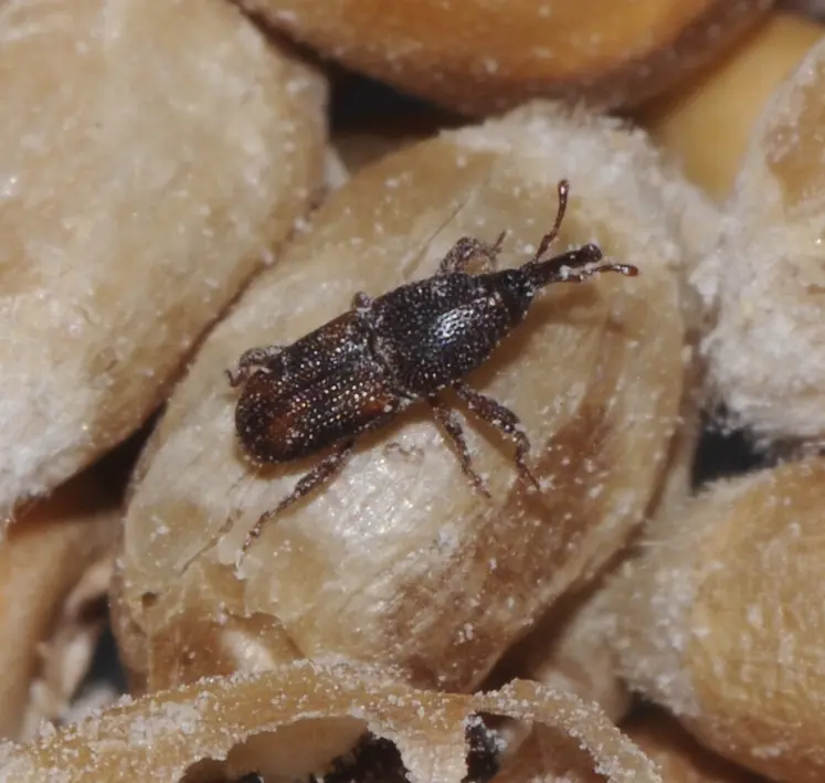<em class="placeholder">grains de blé avec charançons</em>