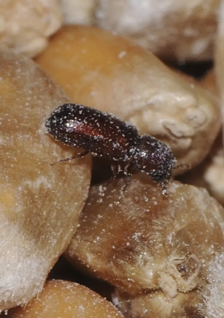 <em class="placeholder">Le capucin des grains montre un prothorax bombé sous lequel la tête est partiellement cachée.</em>
