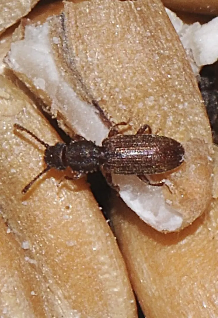 <em class="placeholder">Le prothorax du sylvain est dentelé.</em>