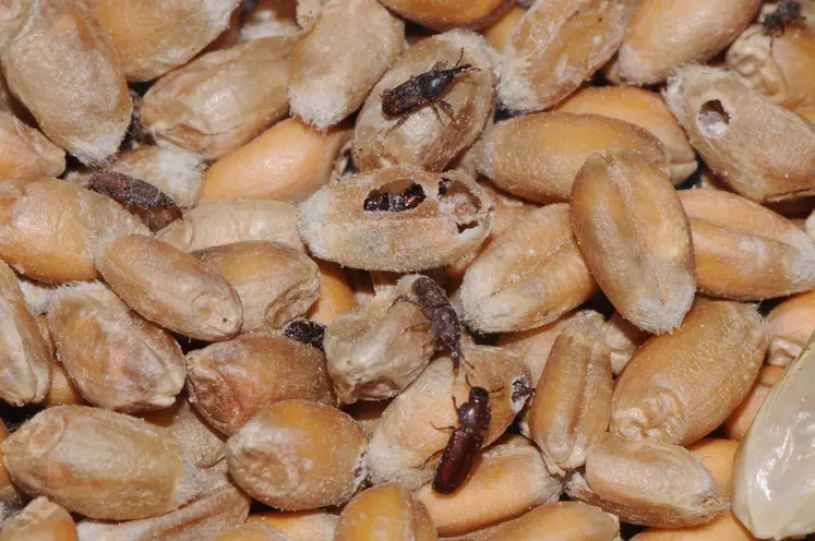 <em class="placeholder">grains de blé avec charançons et tribolium, insectes consommant les grains</em>