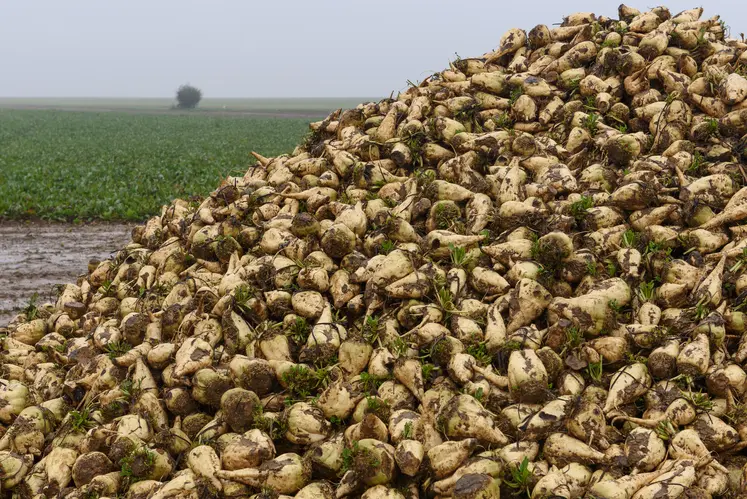 Tas de betteraves sucrières en Eure-et-Loire en 2019