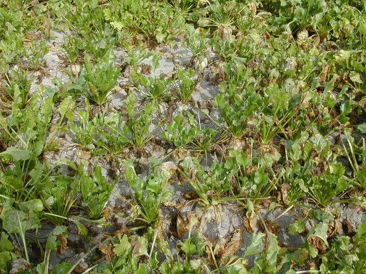 <em class="placeholder">champ de betteraves sucrières avec le feuillage bruni à cause de la cercosporiose</em>