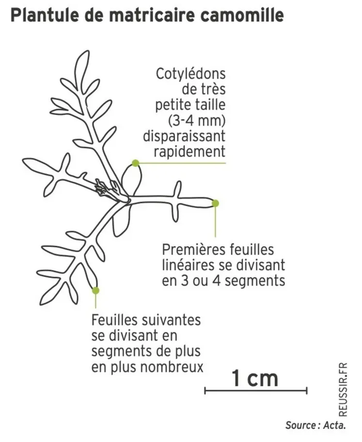 <em class="placeholder">Graphique - Plantule de matricaire camomille</em>