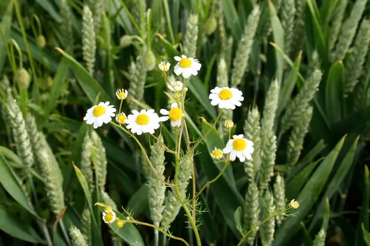 <em class="placeholder">I M G _ 4 0 0 7 / blé tendre, épis, matricaire en fleurs, adventice, mauvaise herbe des céréales , désherbage , (Essai herbicide Dow AgroScience)</em>