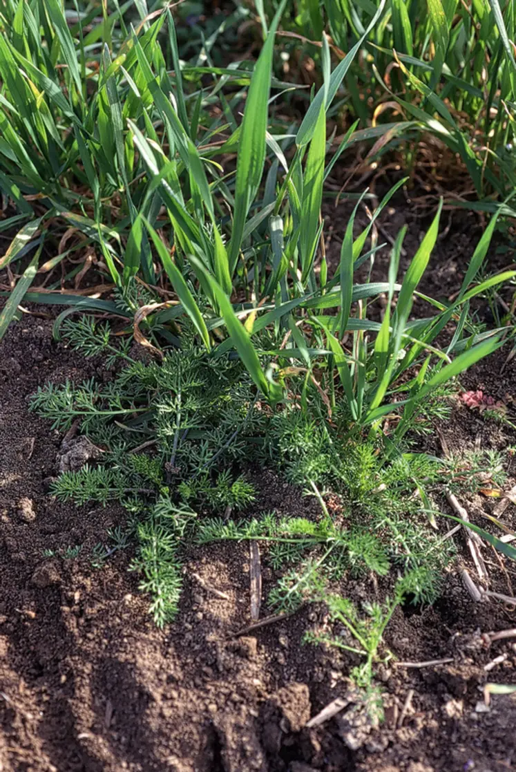 <em class="placeholder">Matricaires se développant au pied de céréales au printemps, avant floraison.</em>