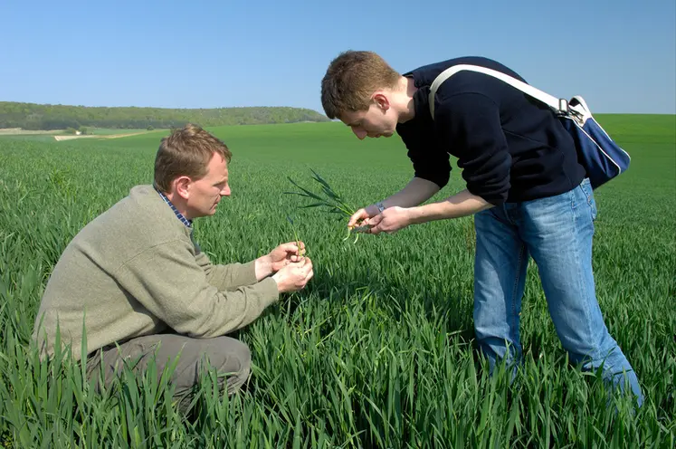 <em class="placeholder">Visite technique dans un champ de blé d&#039;un conseiller de chambre d&#039;agriculture avec un agriculteur pour observer les symptômes de maladies sur feuilles.</em>