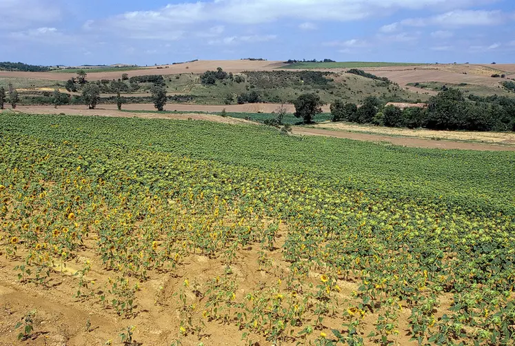<em class="placeholder">Culture de tournesol soufrant de la sécheresse.</em>