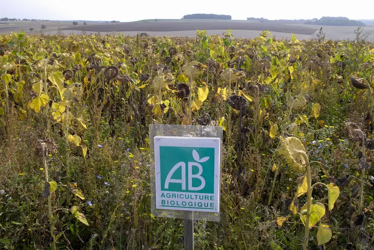 Parcelle de tournesol bio en Touraine.