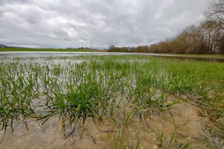 <em class="placeholder">Parcelle de blé inondée. </em>