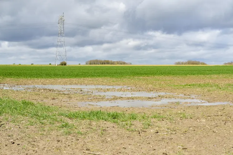 Blé inondé.